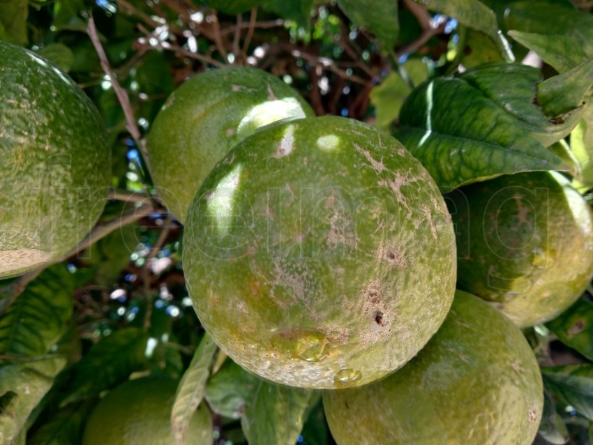 Foto de Naranjas verdes de cerca