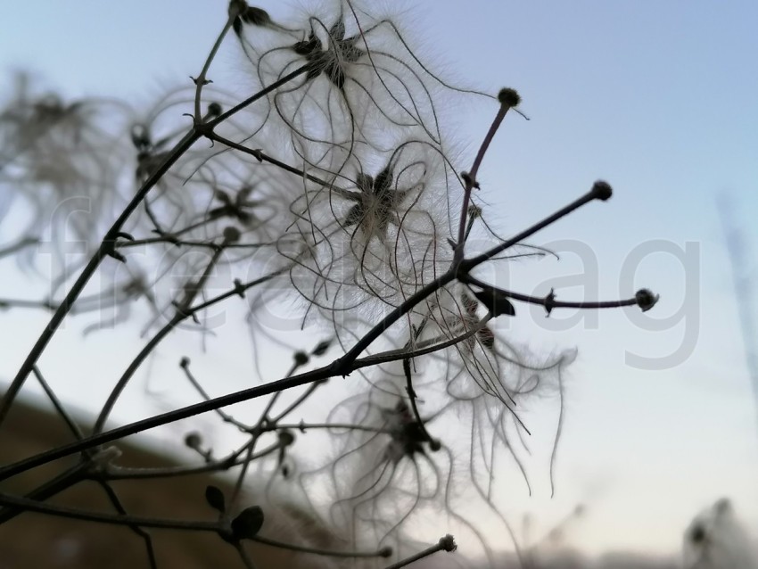 Semilla de planta fondo cielo