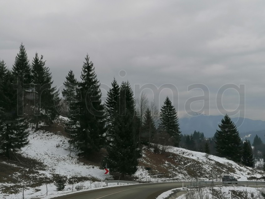 Imagen de pinos temporada de invierno