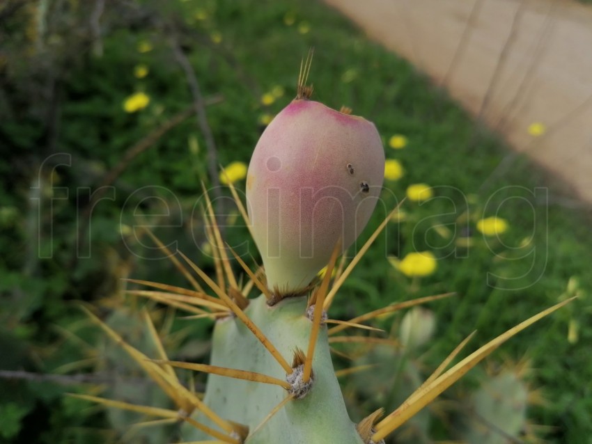 Fruto rosa de cactus macro