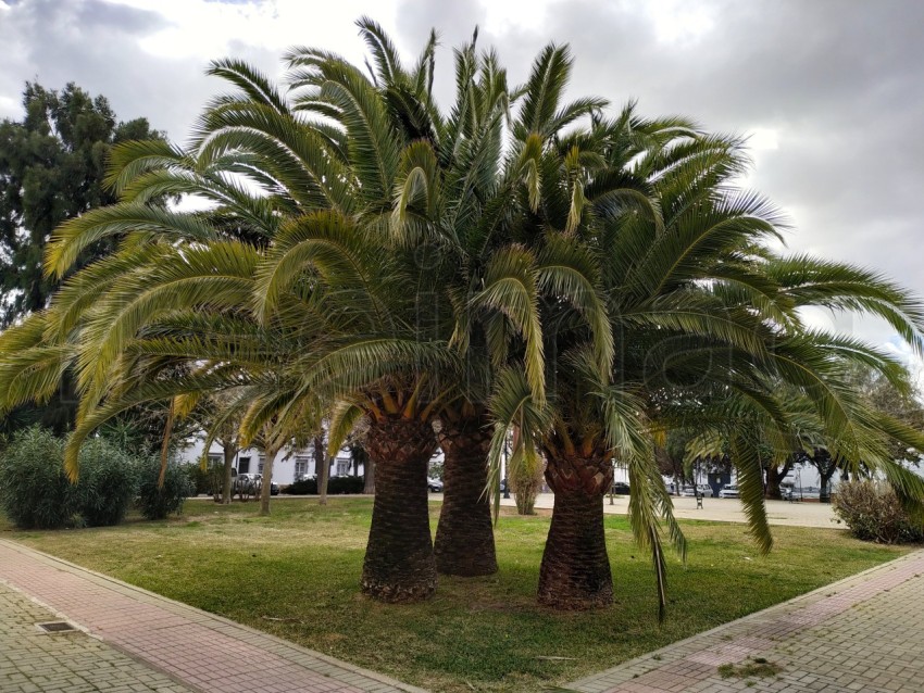 Imagen de palmera en España