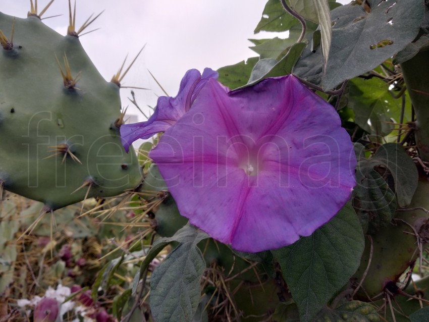 Imagen  Ipomoea indica flor azul púrpura