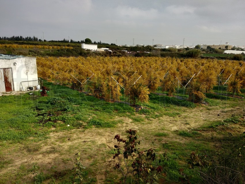 Follaje amarillo en árboles frutales en otoño