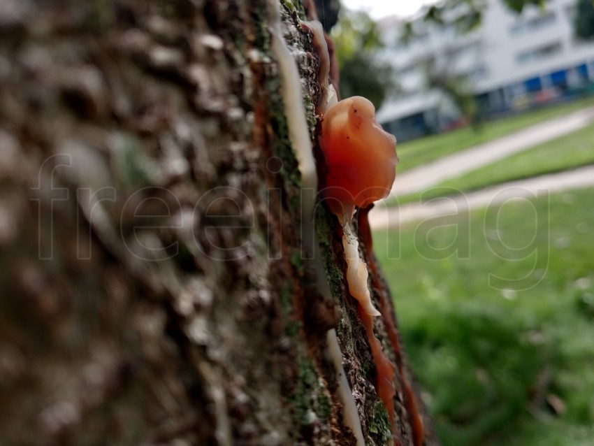 Imagen resina en el tronco del árbol