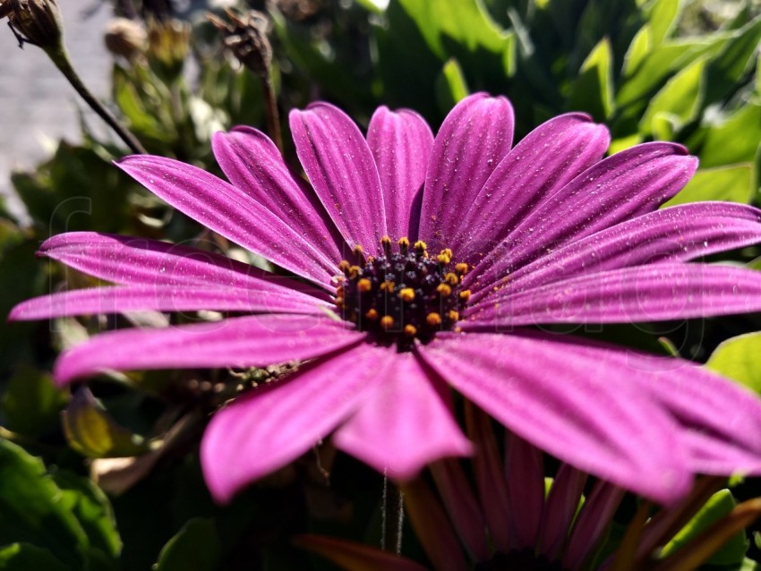 Dimorphotheca ecklonis flores rosas en España