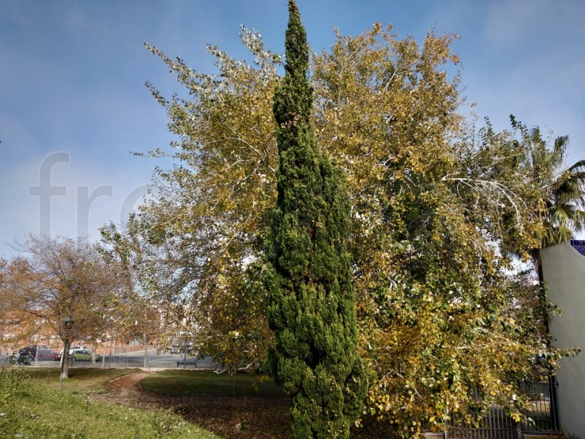 Grupo de árboles en el parque