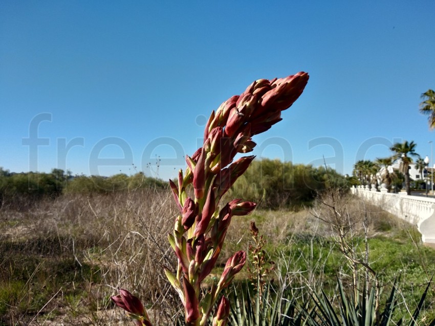 Aloe vera flor con fondo cielo azul