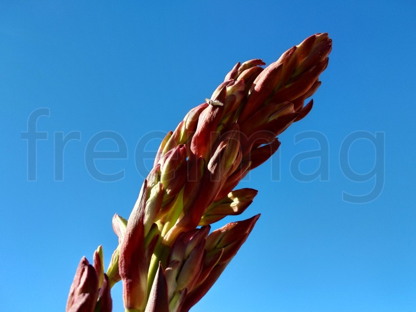 Aloe vera flor con fondo cielo azul