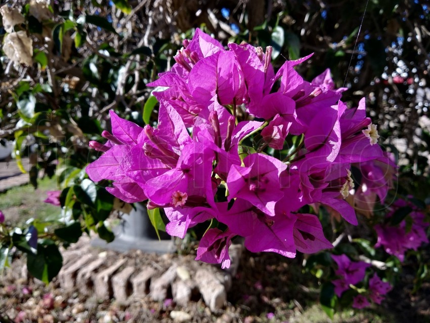 Primer plano de flor de buganvilla,  Bougainvillea spectabilis