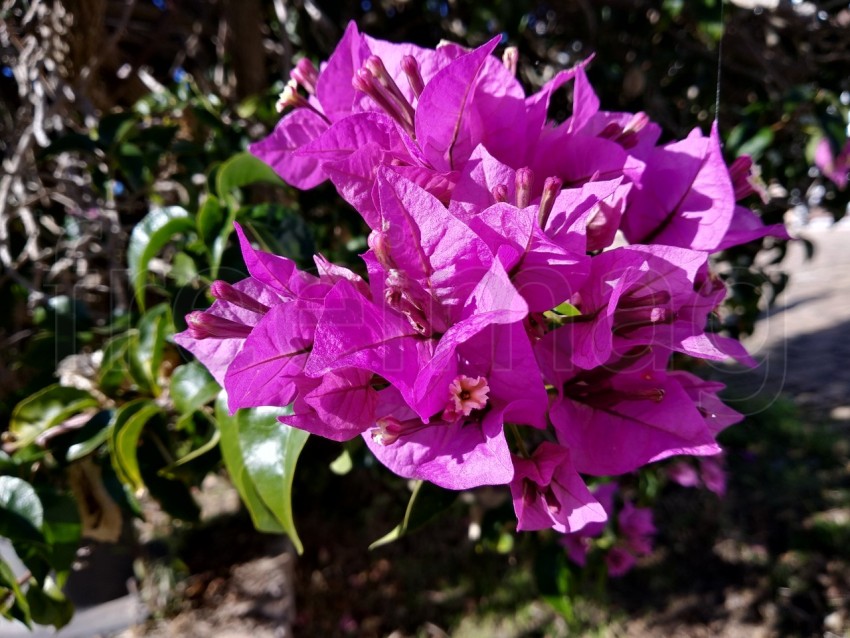 Primer plano de flor de buganvilla, Bougainvillea spectabilis