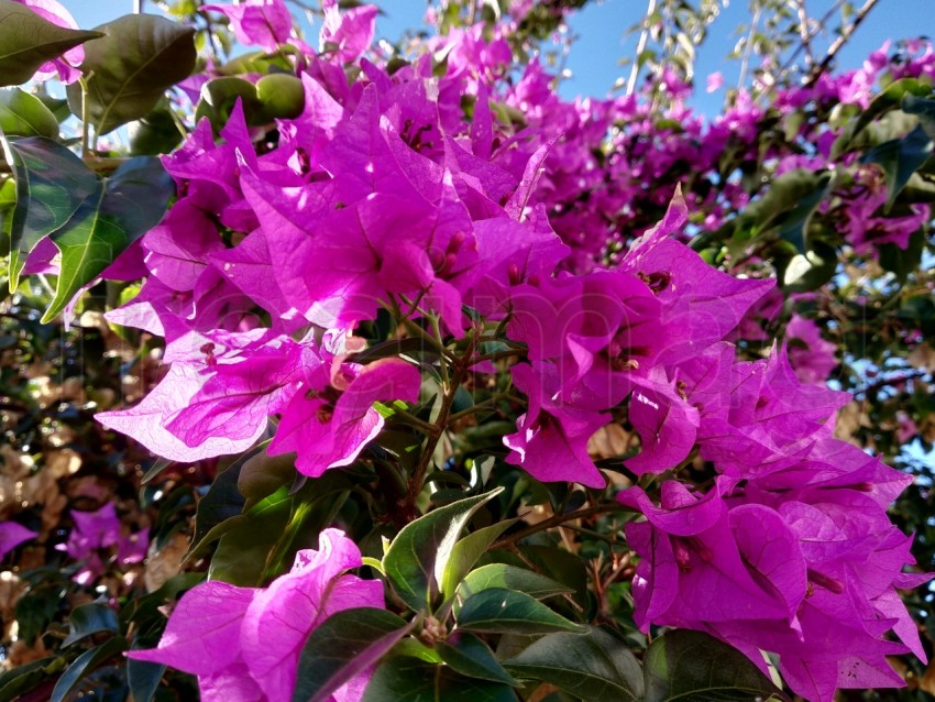 Primer plano de flores de buganvillas, Bougainvillea spectabilis