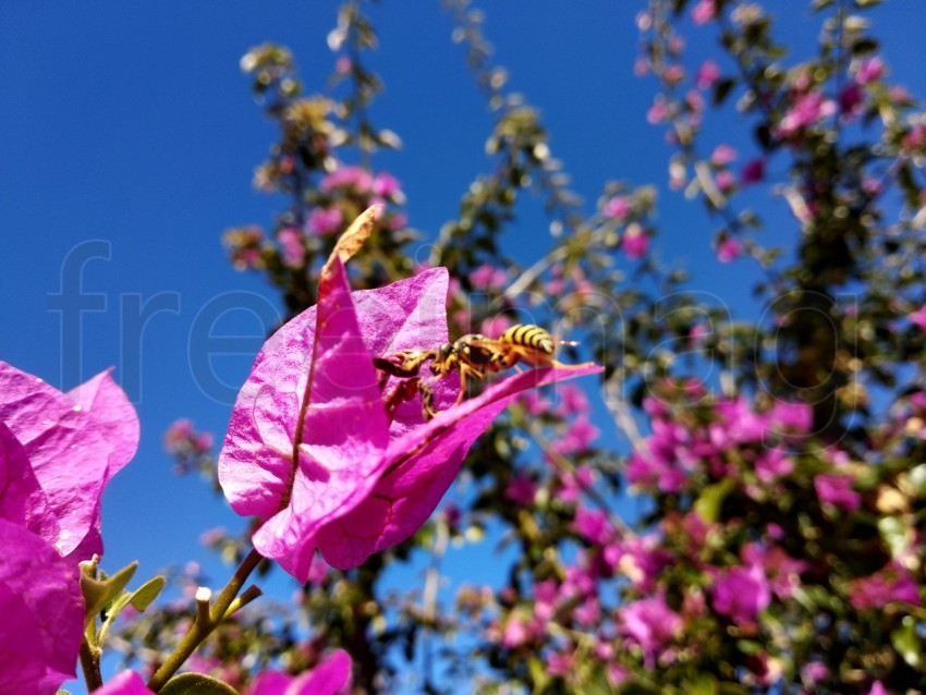 Primer plano de flor de buganvilla, Bougainvillea spectabilis