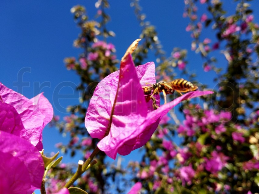 Primer plano de flor de buganvilla, Bougainvillea spectabilis