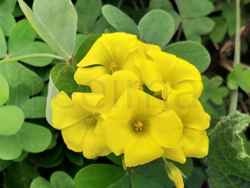 Linum flavum, el lino dorado o el lino amarillo