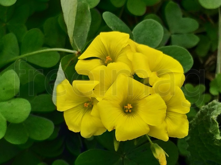 Linum flavum, el lino dorado o el lino amarillo