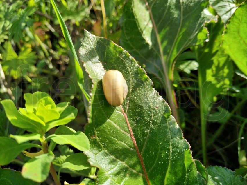 Caracol sobre hoja verde