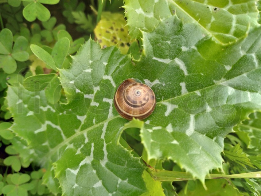 Vista cercana del caracol sobre una hoja verde