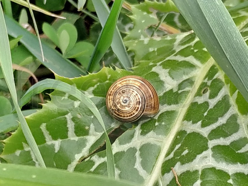 Vista cercana del caracol sobre una hoja verde