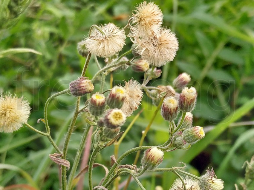 Cabezas de semilla de cardo