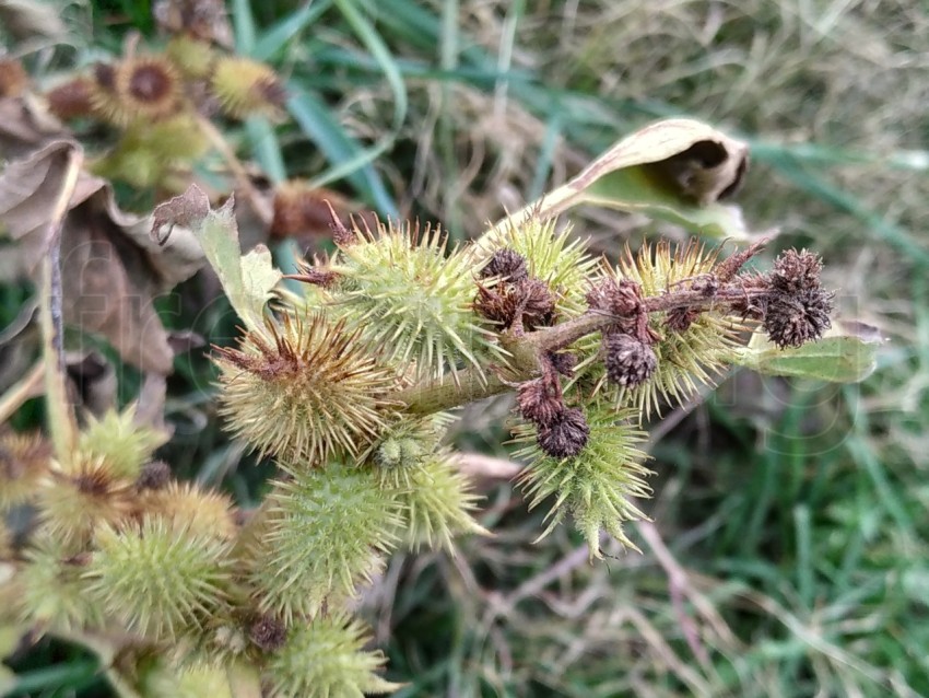 Cardo planta de campo