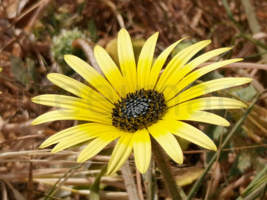 Macro de una gran flor amarilla (Arctotheca caléndula)