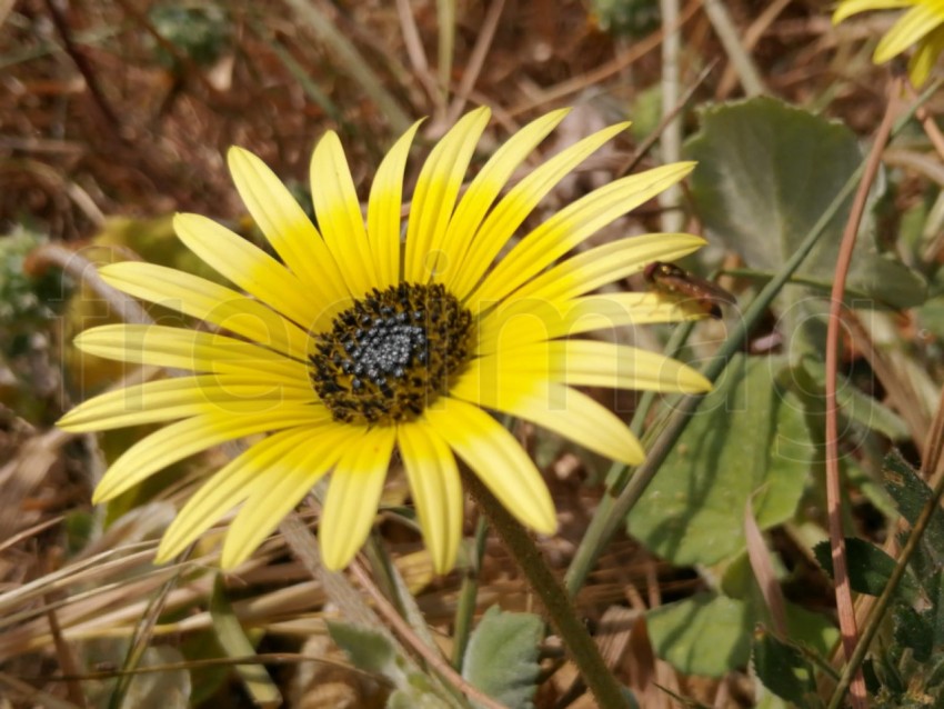 Macro de una gran flor amarilla (Arctotheca caléndula)