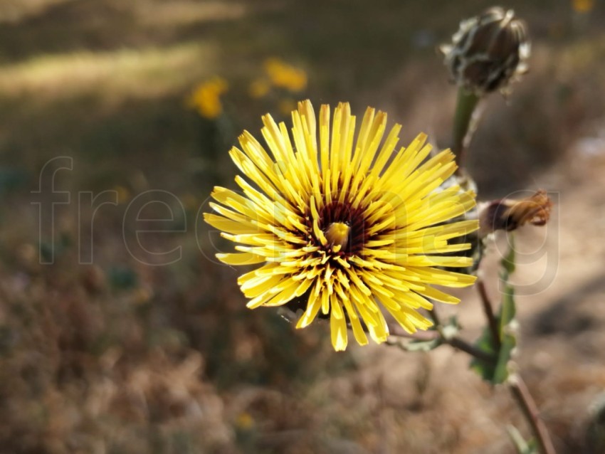 Flor amarillo de cerca