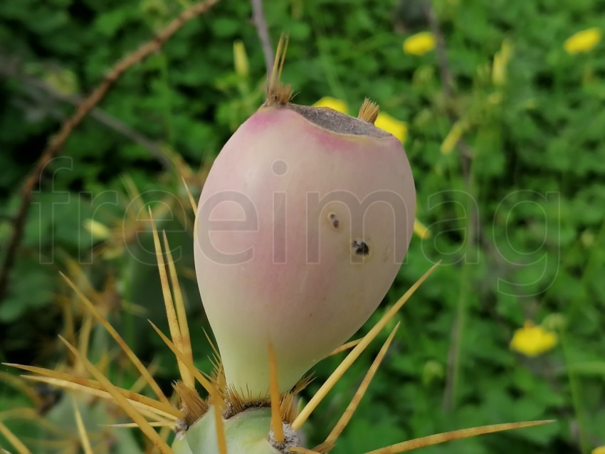 Fruto rosa de cactus