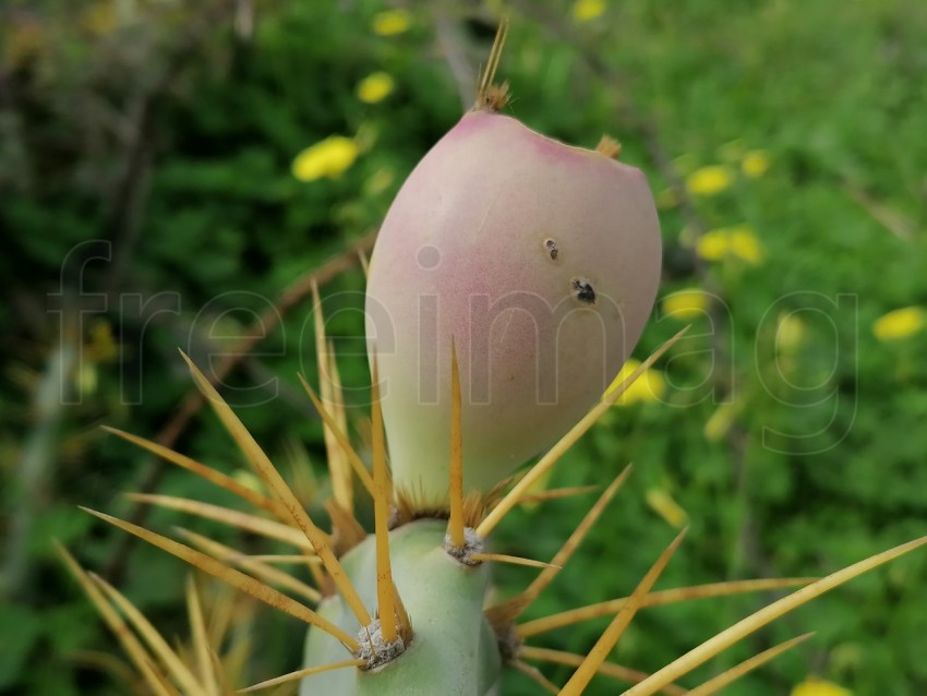 Fruto de cactus rosa de cerca