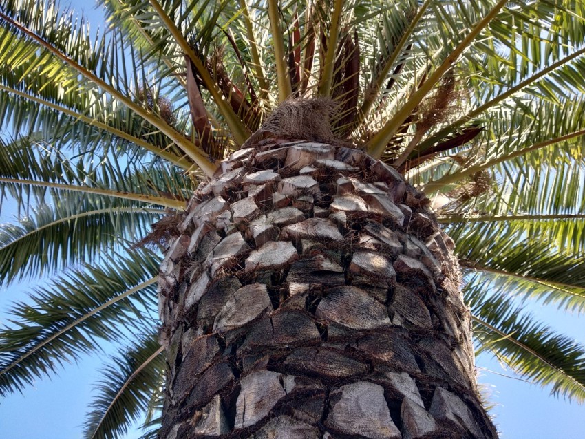 Vista de palmera, tallo y ramas/hojas desde un ángulo bajo