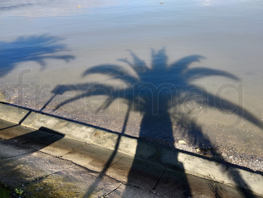 Una sombra de palmera en el agua