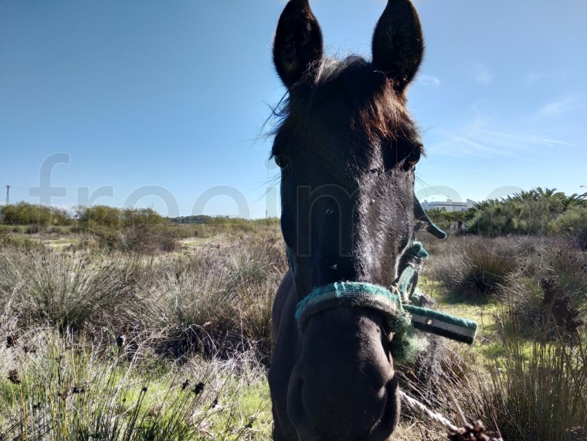 Retrato, de, un, caballo negro