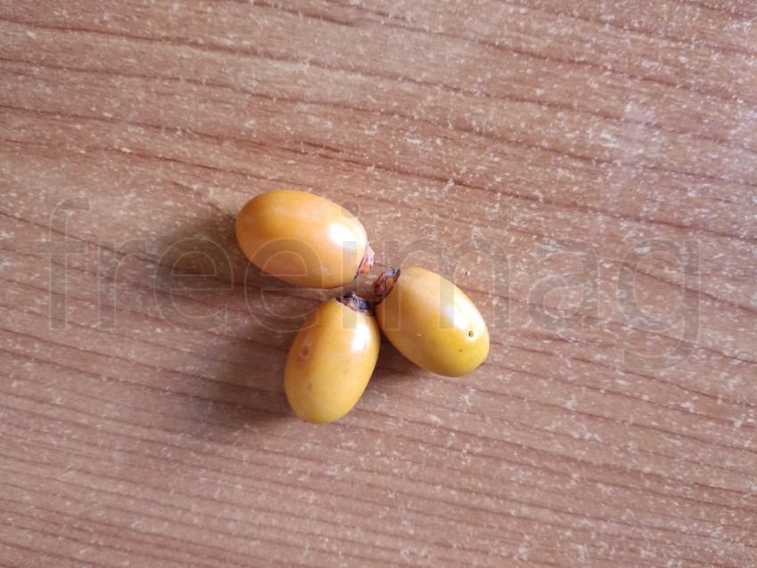 Tres frutos de palmeras datileras. fondo de madera