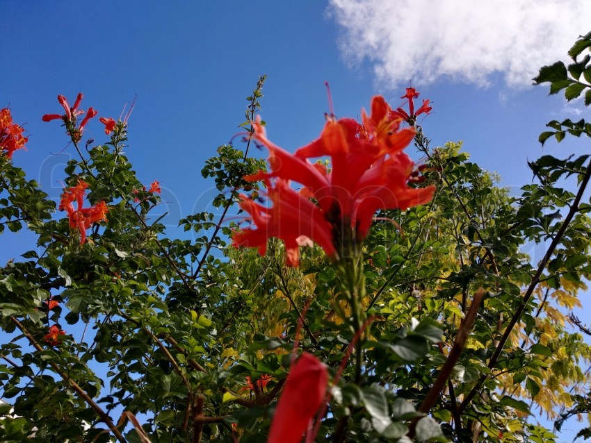 Poinciana Real (Delonix regia)  España