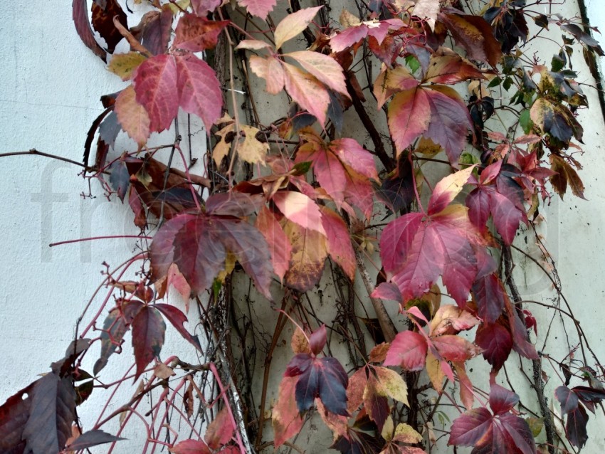 Hojas en la temporada de otoño en España