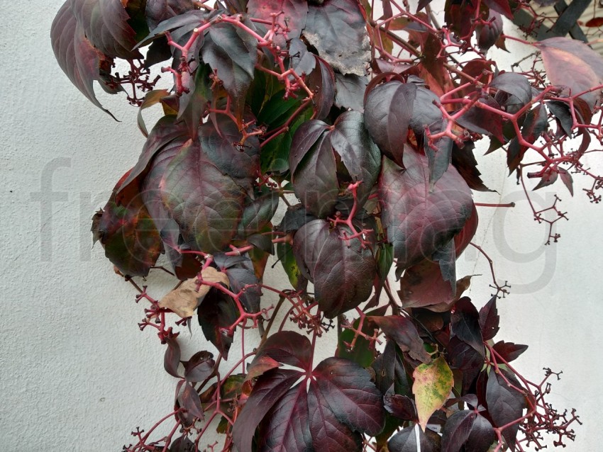 Hermosas hojas en la temporada de otoño de España.