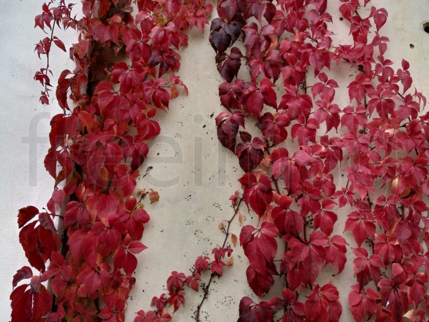 Hermosas hojas rojas durante el otoño en España.