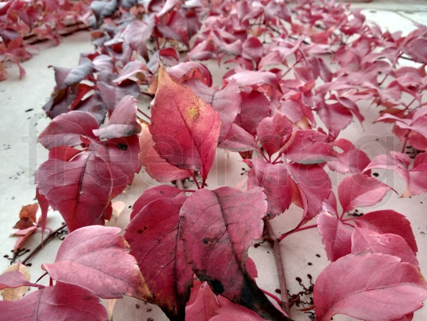 Hojas rojas durante el otoño en España