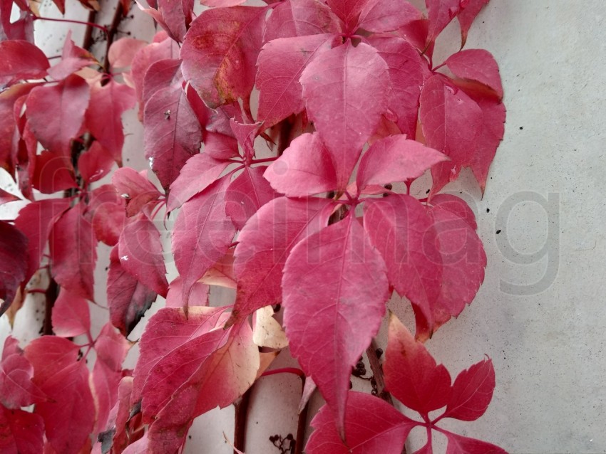 Ramas con hojas rojas en otoño en España