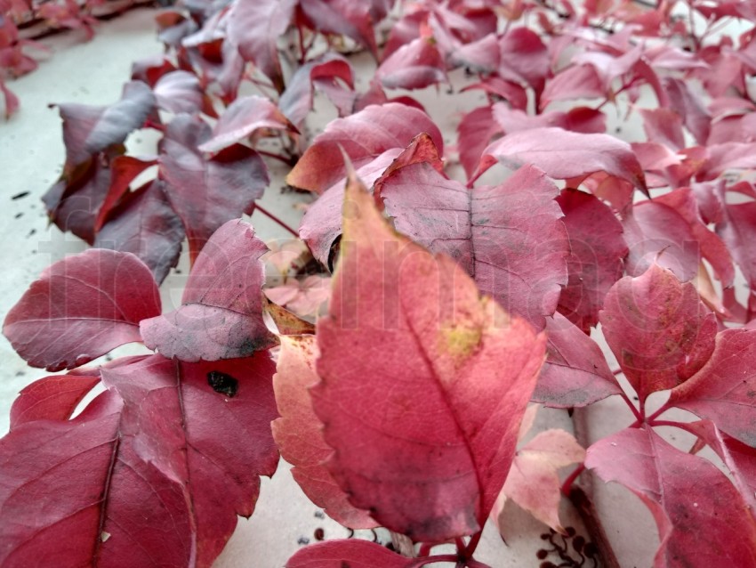 Foto hojas rojas en otoño en España