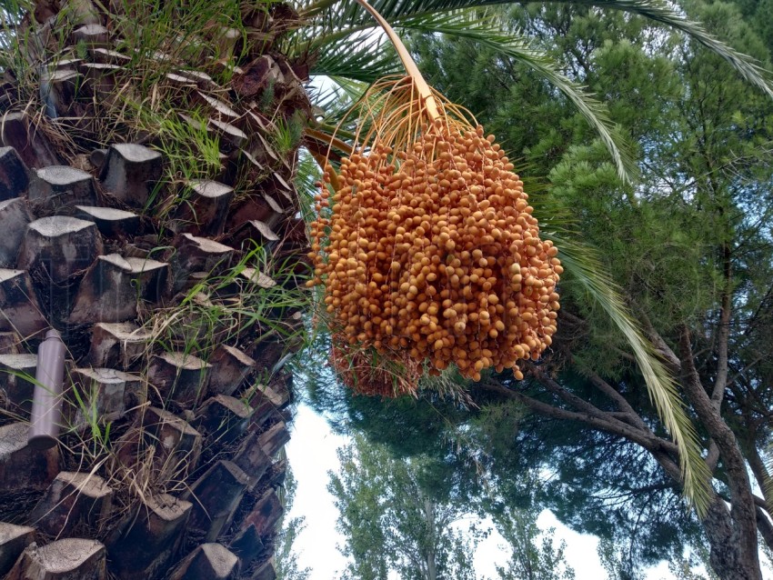 Palmera datilera y naranjas colgando del árbol