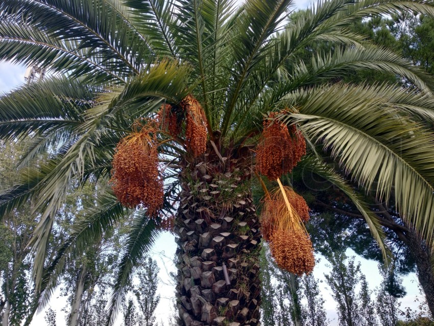 Foto palmera datilera con dátiles en España