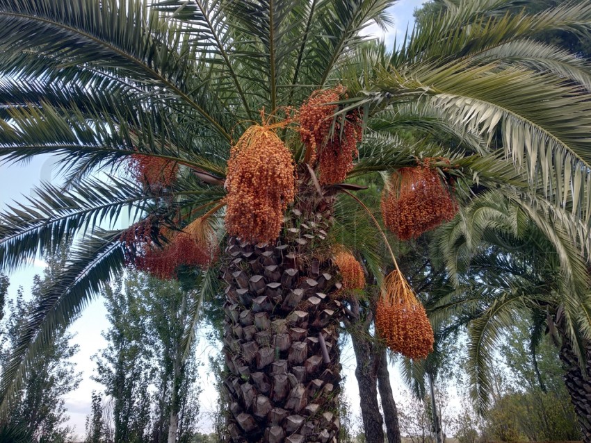 Frutos amarillos de una palmera datilera (Phoenix dactylifera)