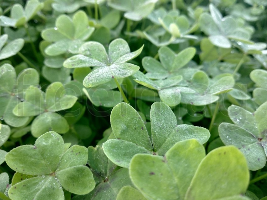 Trébol verde fresco con gotas de rocío.