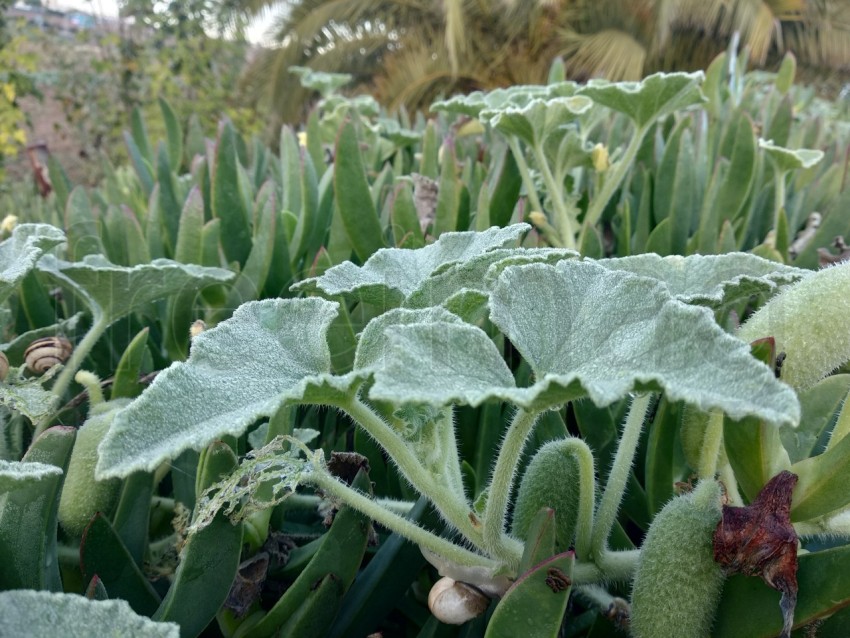 Gotas de agua sobre la hoja verde. De cerca