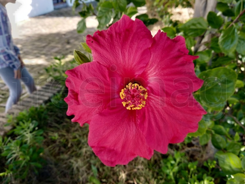 Flor roja hibisco