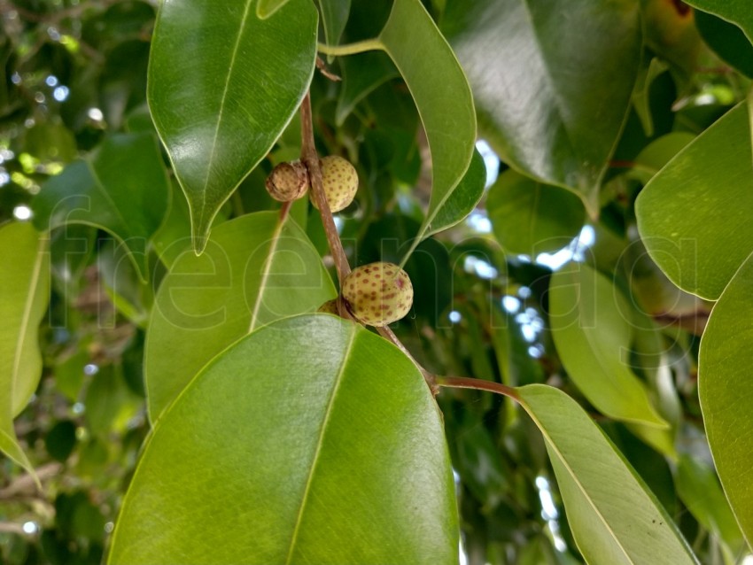 Hoja verde de ficus y fruto