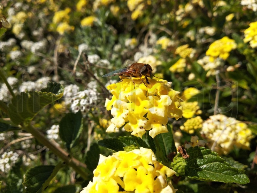 Mosca sobre flor amarilla