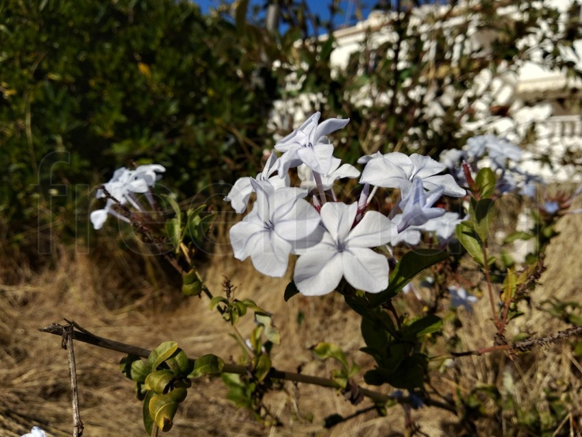 Imagen de flores blancas