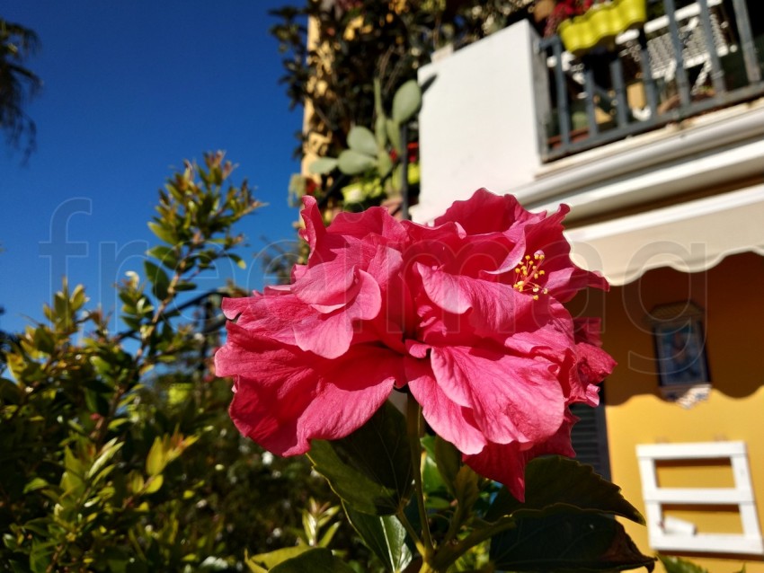 Foto flor roja de cerca